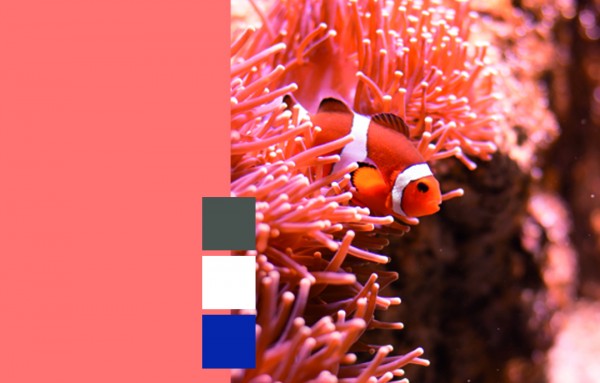 Tiny Coral ist unsere Trendfarbe des Jahres 2019!