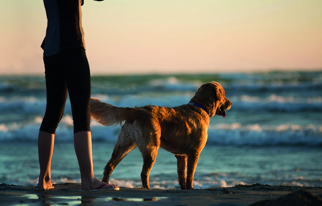04_Thema_Labrador_02